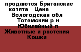  продаются Британские котята › Цена ­ 3 500 - Вологодская обл., Тотемский р-н, Юбилейный п. Животные и растения » Кошки   